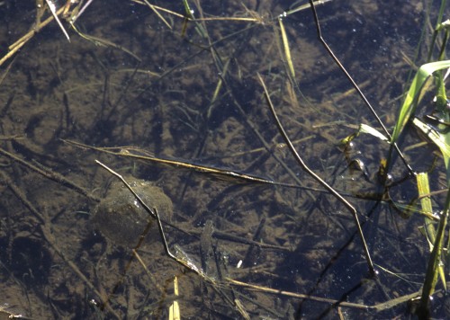 Northwestern Salamander egg mass Photo: Mike Pearson