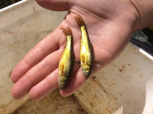 Brassy Minnow – Pearson Ecological