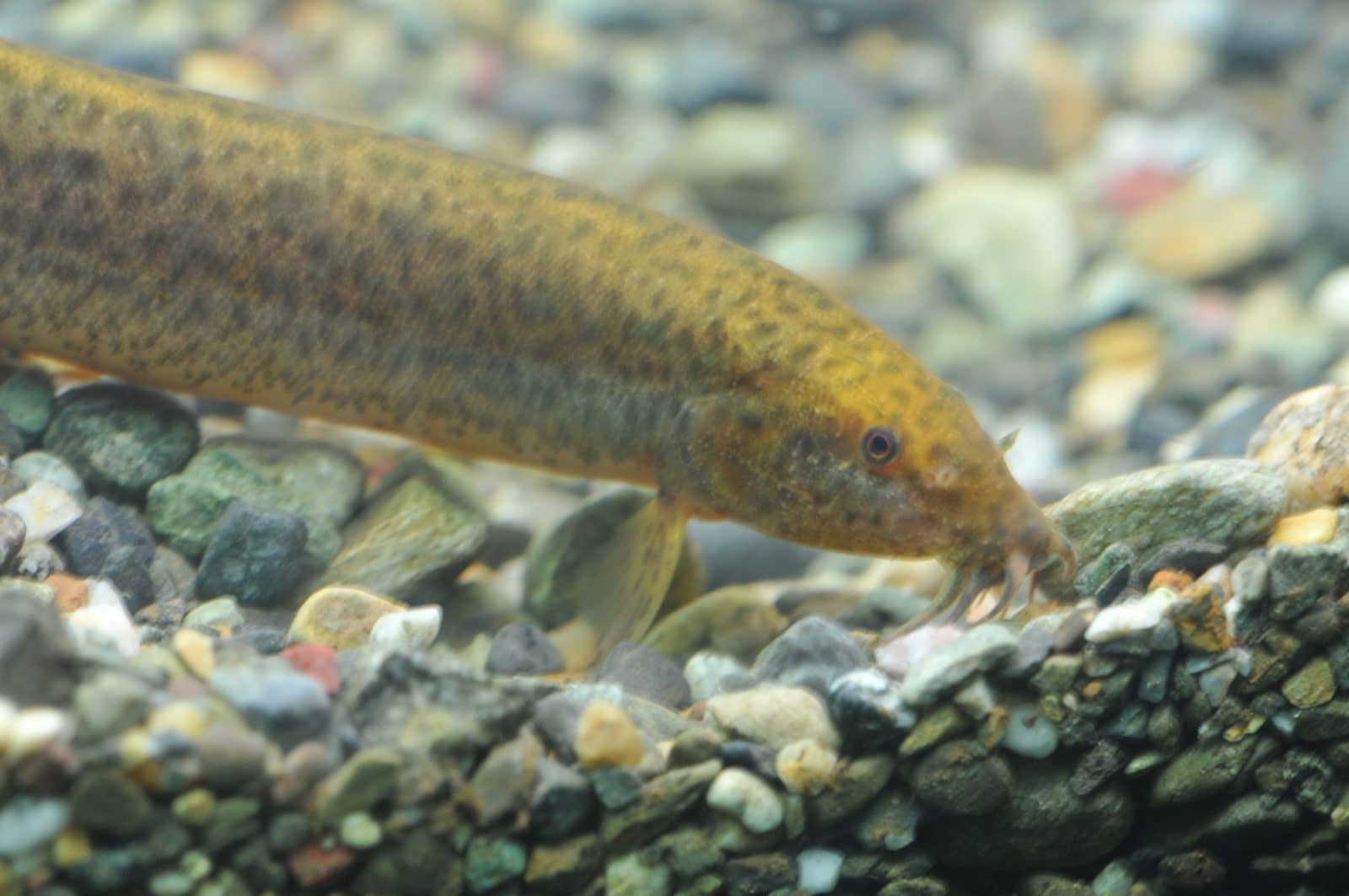 Loach Family (Cobitidae) – Pearson Ecological