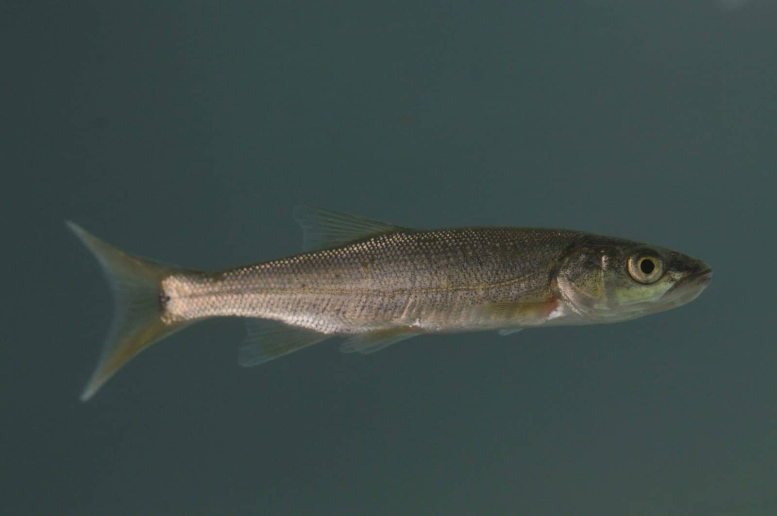 Northern Pikeminnow – Pearson Ecological