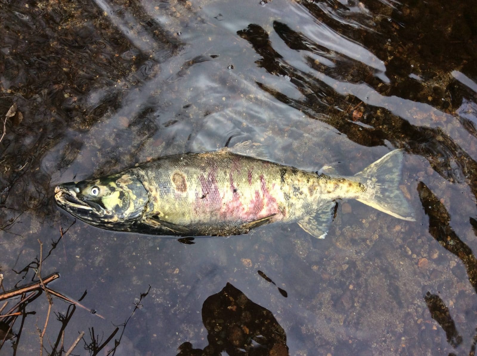 Chum Salmon – Pearson Ecological