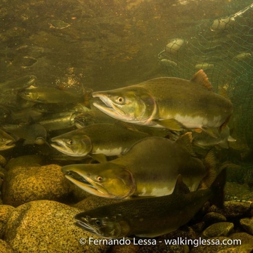 Pink Salmon – Pearson Ecological