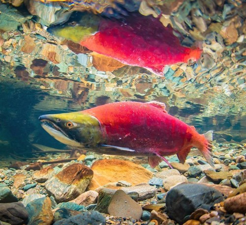 Sockeye Salmon/Kokanee – Pearson Ecological