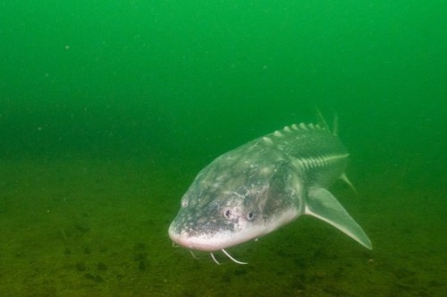 White Sturgeon – Pearson Ecological