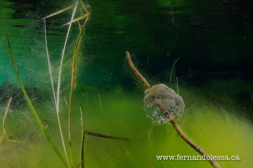 Northwestern Salamander egg mass, Sts'ailes Copyright Fernando Lessa'ailes
Copyright Fernando Lessa