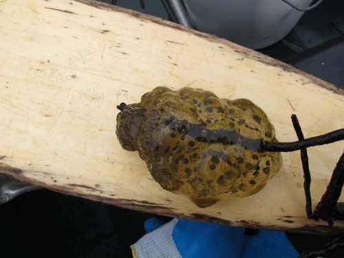Northwesstern Salamander egg mass, Photo: Mike Pearson