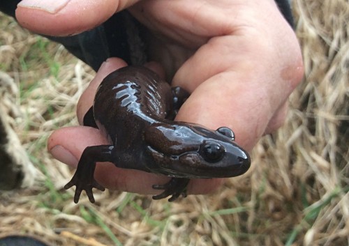 Northwestern Salamander at Sq'ewlets Photo: Pearson Ecological/Natasha Wilbrink'ewlets
Photo: Pearson Ecological/Natasha Wilbrink