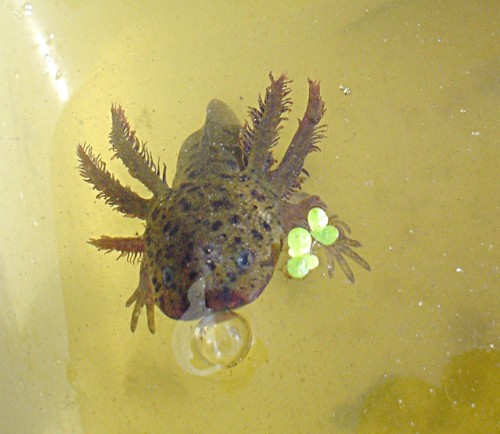 Northwestern Salamander: Some individuals retain gills and reach maturity in the water, while others resorb the gills and live on land as adults. Photo: Mike Pearson